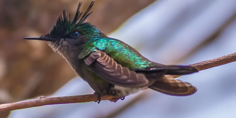 cristatus_male_guadeloupe_crop_2010-04-05_2