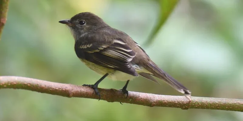 elenie.siffleuse.jefe.4g