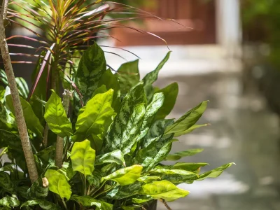 f5bo10x43meexf26dzwbr40kudnm (1)