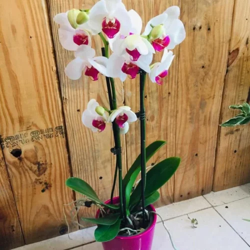 gaodbaryrqoq2s4xy6ofqiwoxp7q (1)