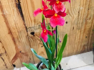 gg0fxgqagovmhzwv90kmorr80900 (1)