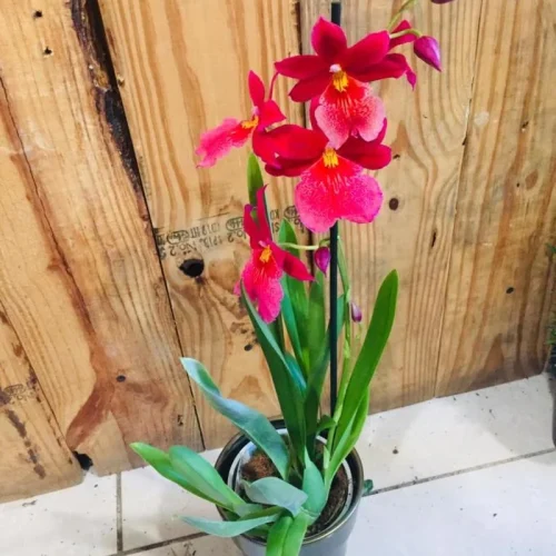 gg0fxgqagovmhzwv90kmorr80900 (1)