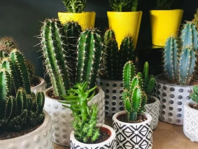 ggpdmhhhebhuo1zesy3ja0tf2ire (1)