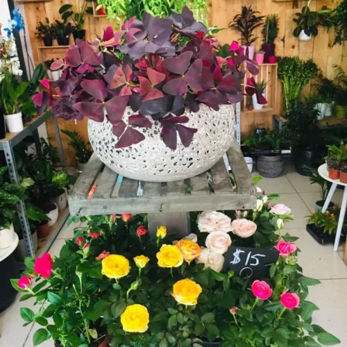 hes0iq6hxvnvr0a0800luxk06f7p (1)