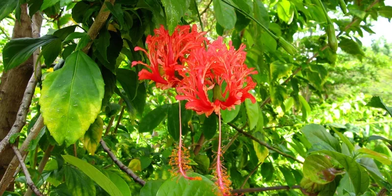 hibiscus-schizopetalus-fleur