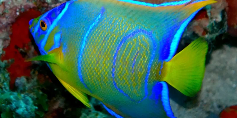 holacanthus_ciliaris_et1