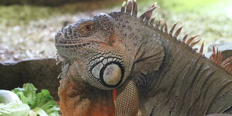 iguane2