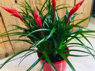 inojzqj2dypjieizcafzszzhlkc6 (1)