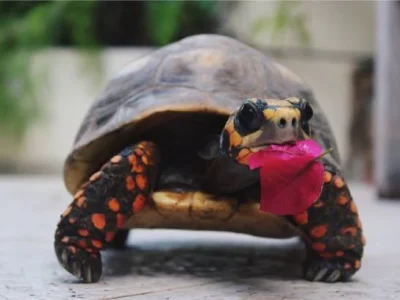 istockphoto-831551236-612x612