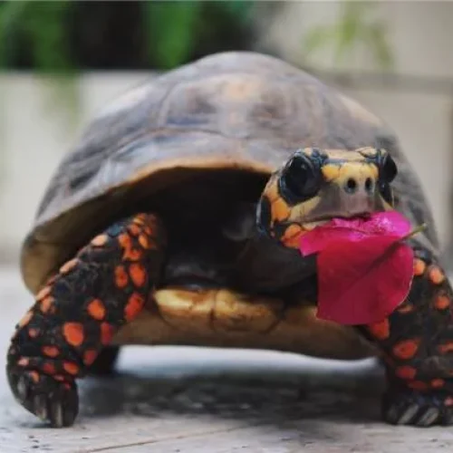 istockphoto-831551236-612x612