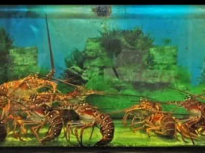 j1xlmdz66hul1kgv83x6d7o2g0vk