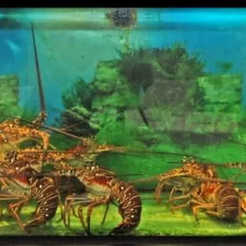 j1xlmdz66hul1kgv83x6d7o2g0vk