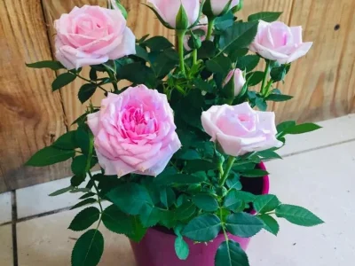 ji9hc1e9fvzynw1pdbphpi94ls8b (1)