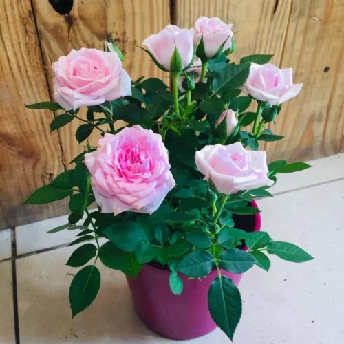 ji9hc1e9fvzynw1pdbphpi94ls8b (1)