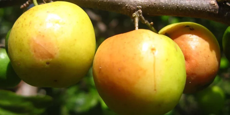 jujubes-Pomme surette