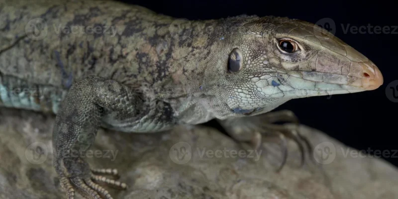 lezard-sol-saint-martin-ameiva-plei-photo