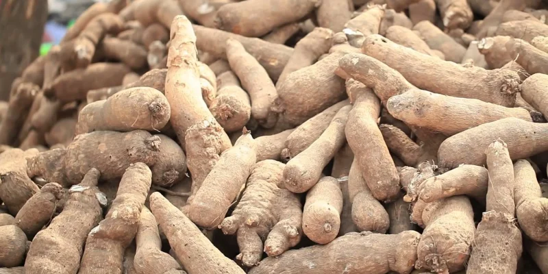 l’igname-Cousse-couche