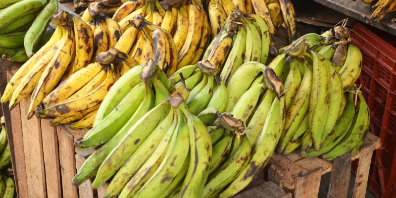 marche-bananeplantain-fruit-martinique-1920x960