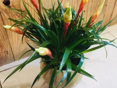 mpx38bz4rags3lujfjl2jr7j7433 (1)