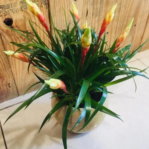 mpx38bz4rags3lujfjl2jr7j7433 (1)