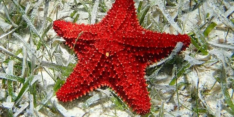 oreaster-reticulatus