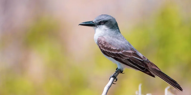 p1277238-enhanced-nr-1-high