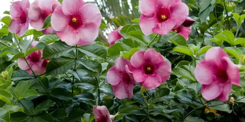 photo-allamanda-pourpre_jason-wehmhoener