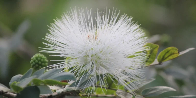 photo-calliandra-blanc_satish-nikam
