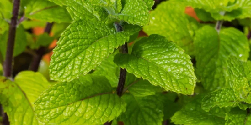 plant-menthe-marocaine-bio_1080x