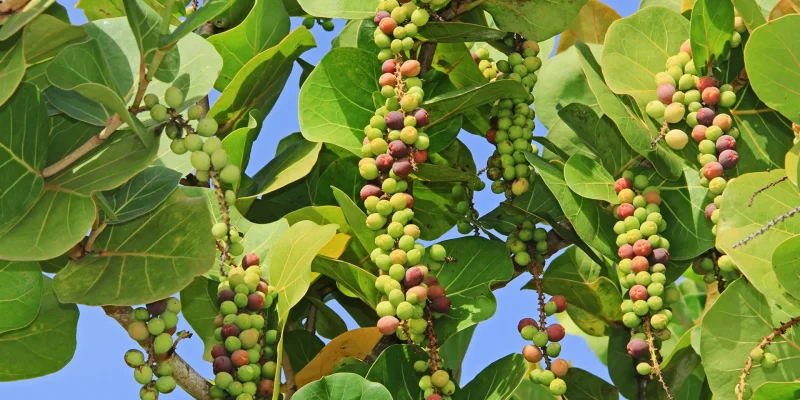 raisinborddemer-fruit-martinique-1920x960