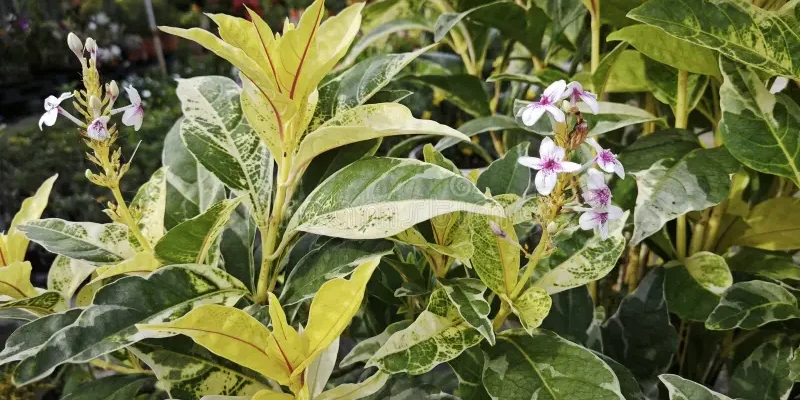 taches-rose-pourpre-pseuderanthème-maculatum-pétales-de-fleurs-plante-image-des-370717119