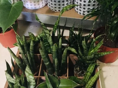 ubyeevylsw3qsci4g9rb5ccf9r2k (1)