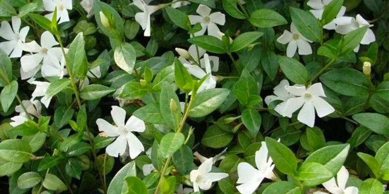 vinca_minor_alba_8449