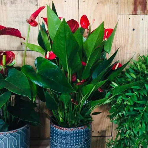 vykj6bgoqofjh662gy1zo8mhi34v (1)