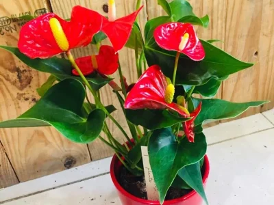 w75luamzo75sip9tm7x6xmn3tbnc (1)