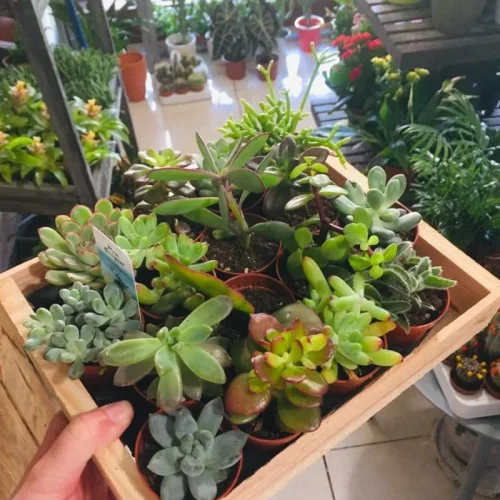 wdtook649msypbew3dsmd1m99lqj (1)