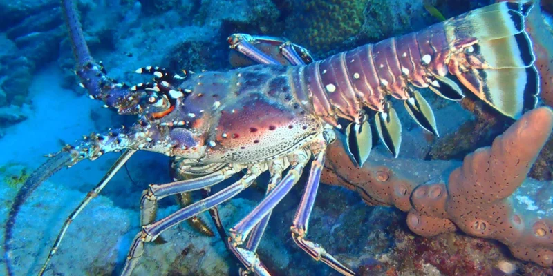 web_11langouste-royale01