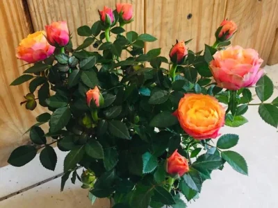 x33n5emdozknvu2jx023rdxdre4m (1)