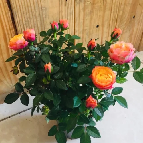 x33n5emdozknvu2jx023rdxdre4m (1)