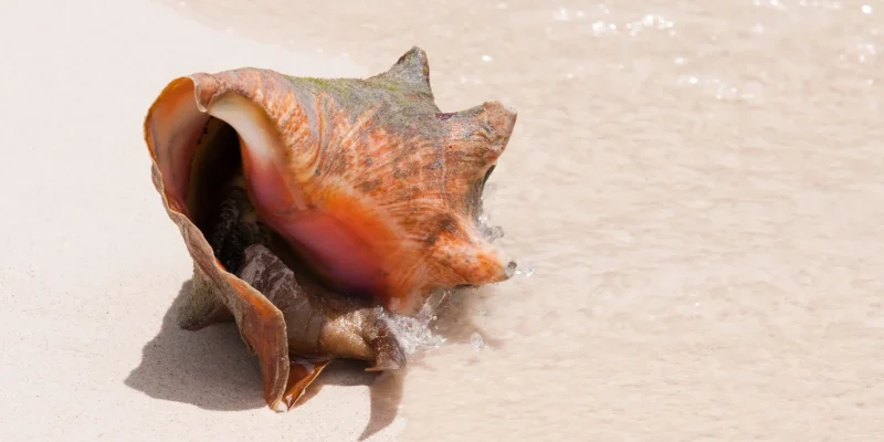 xdd3ee1w9srm16am4sx1v3rtq6p3